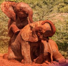 love heals baby elephants