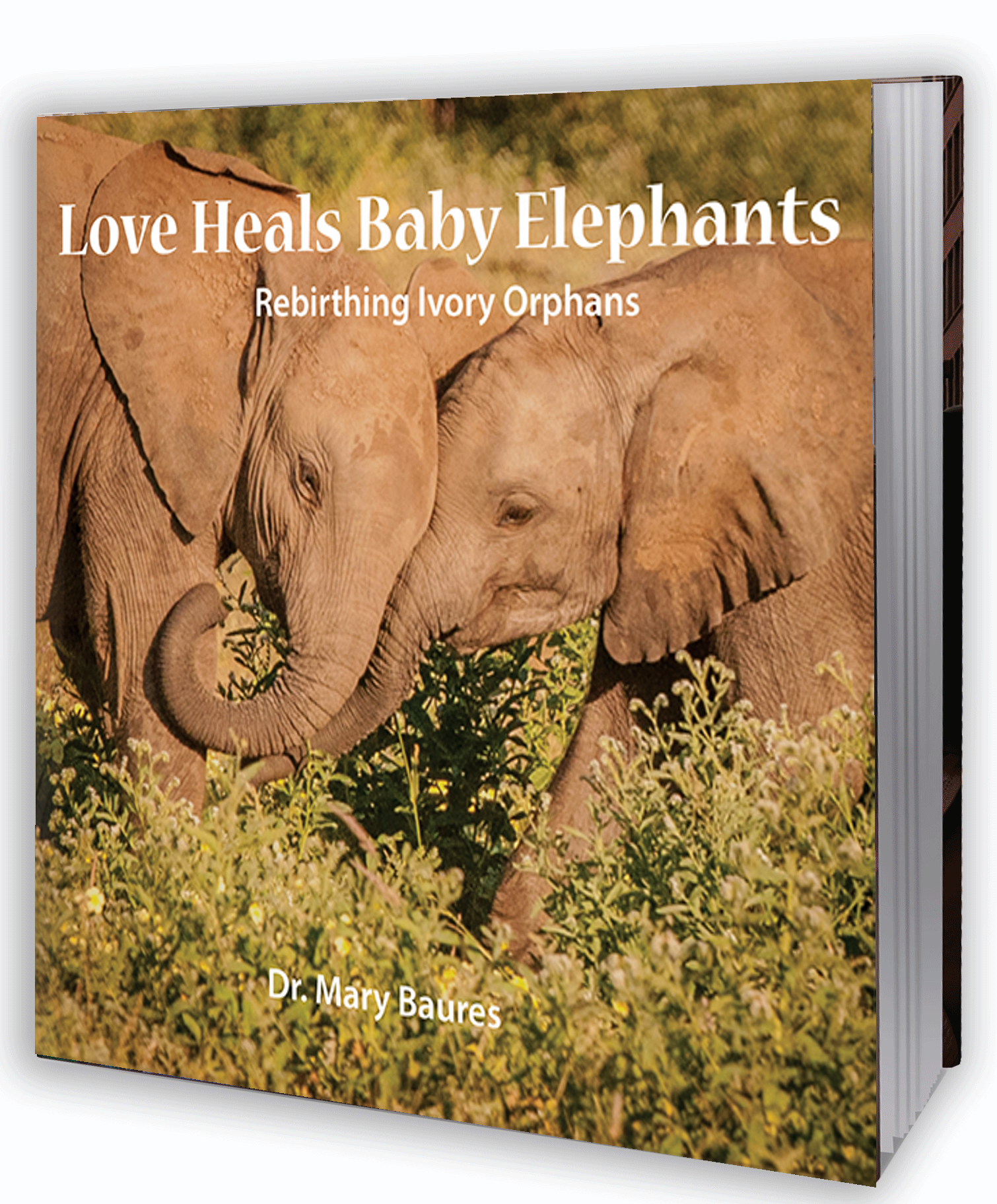 love heals baby elephants